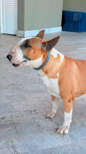 Bull Terrier Fêmea para Adoção Responsável - Dócil e Carinhosa