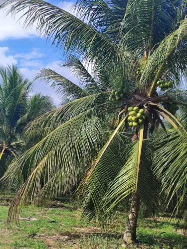sitio com 12 hectares com plantação de coqueiros em Monte Alegre