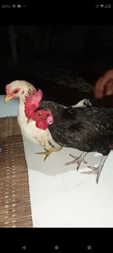 Casal de mini garnizé