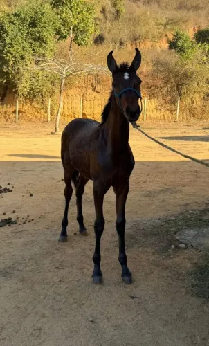 Potro Mangalarga Marchador