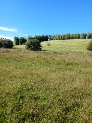 Vendo 10 Hectares Escriturado Águas Claras Viamão RS Pda 109