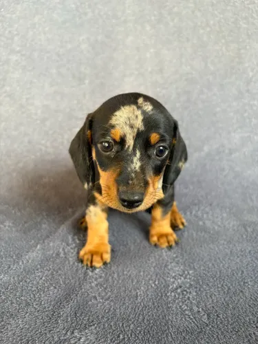 Dachshund fêmea