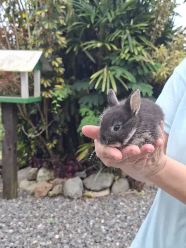 Mini coelho Netherland ( coelho anão)
