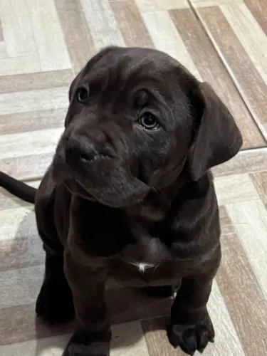 Cão italiano