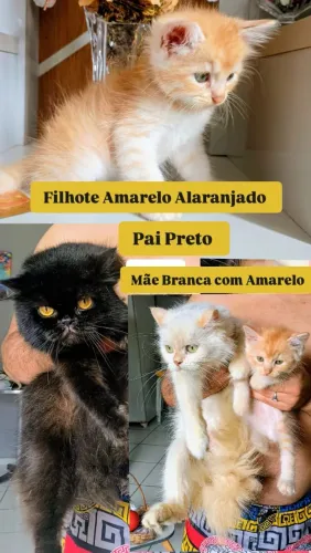 Filhote de Gato Persa legítimo com Mãe Exótica Extremamente Peluda