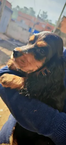 Cocker Spaniel - Muito amor, doçura e alegria esperando por você.