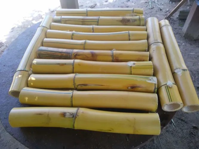 Bambu para Construção