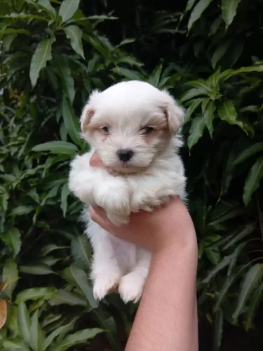 Maltês macho anão