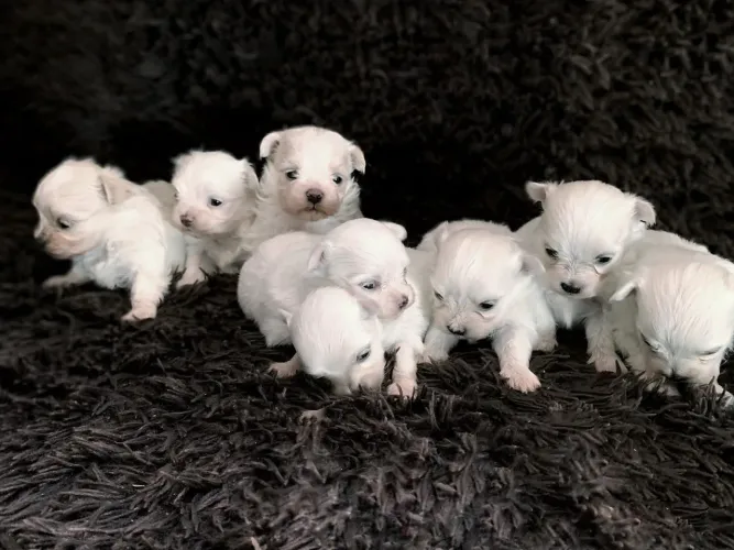 Filhote de Maltês MICRO