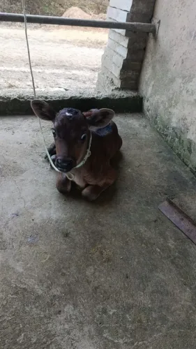 Venda de bezerros no leite 