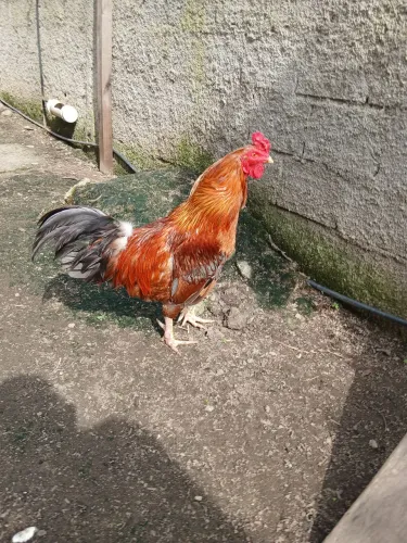 Galo caipira vermelho 1 ano e 2 meses