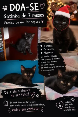 Gatinha de 7 pra 8 meses
