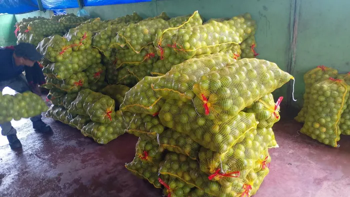 laranja regional saca
