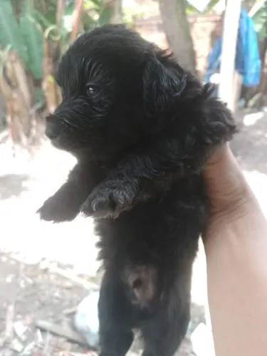 Poodle
