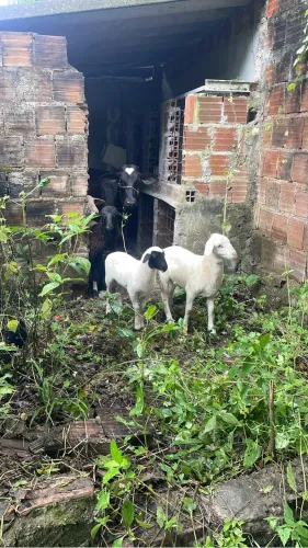 carneiros pra vender hoje