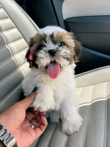 Shih Tzu Um pet para quem gosta de cães marcantes