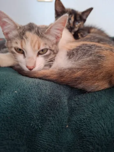 Doação responsável de gatinha 