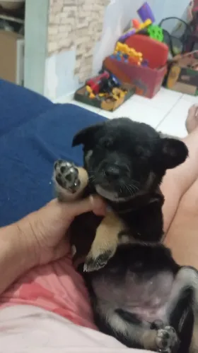 Chihuahua fêmea com três meses 