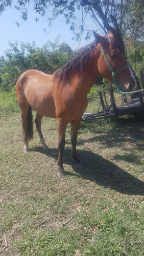 VENDO CAVALO CAMPOLINO