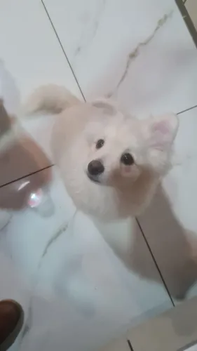 Spitz Alemão Raposinha
