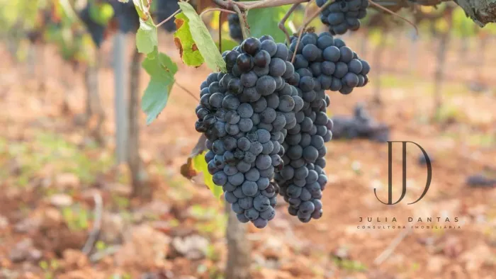 FAZENDA 25ha EM PETROLINA: 15ha DE UVA, PACKING HOUSE E RIO PRÓPRIO