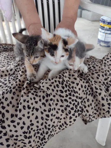 Gatos para adoção 