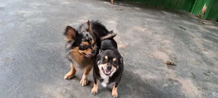 Casal de chihuaua