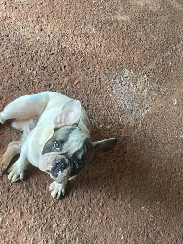 Cachorro 