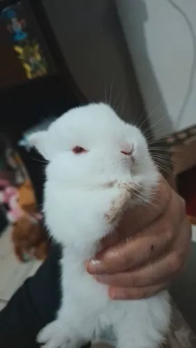Coelhos anão holandes