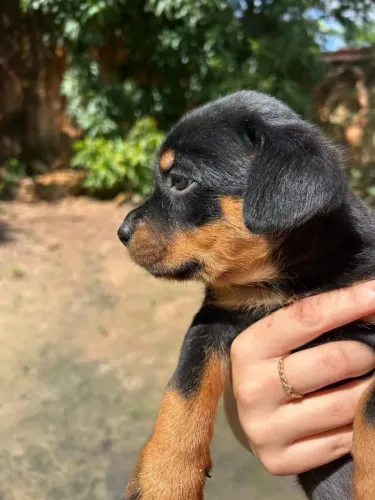 Rottweiler Um presente que recebe carinho e devolve amor