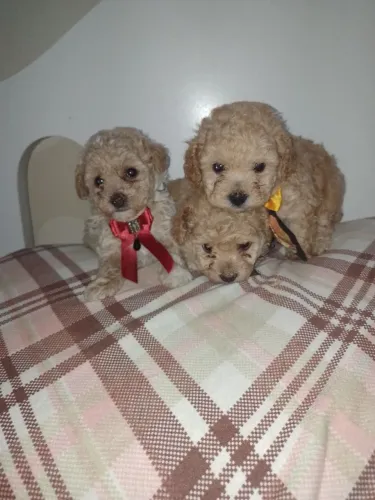 Mini poodle machinhos