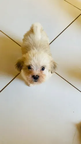 Lhasa Apso
