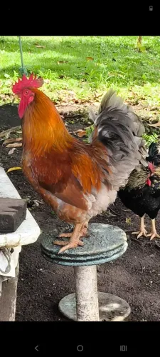 Galo Reprodutor