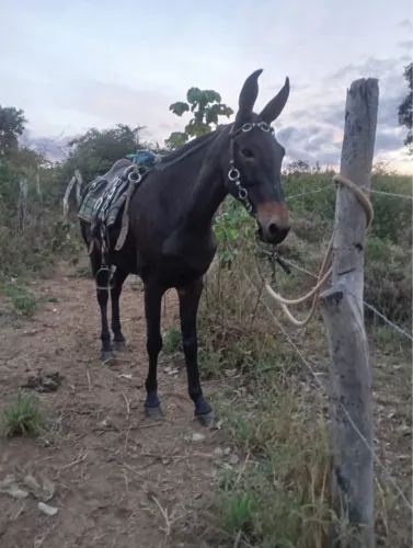 Burro de marcha picada 