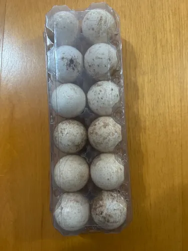 ovos de peru fertilizados