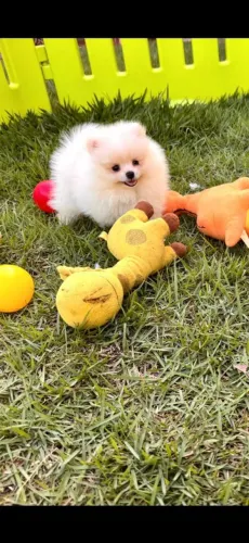 Spitz anão lulu da Pomerânia