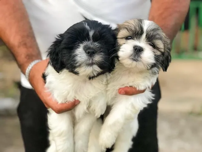 Shih tzu micro