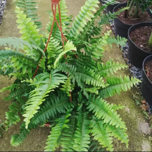 Plantas pendentes fotos reais do produto.