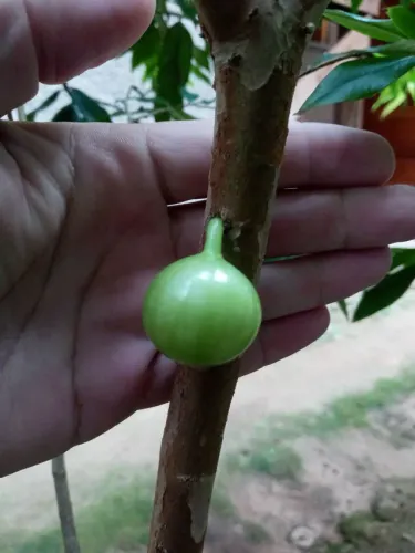 Jabuticaba branca