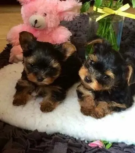 Filhote de Yorkshire Terrier - Bem Cuidado