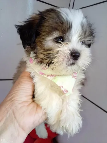 Filhote Shih Tzu, Fofura em Dose Máxima!