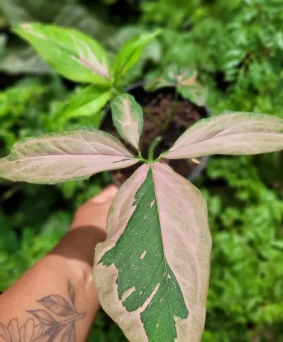 Syngonium podophyllum Pink Splash, Syngonium raro