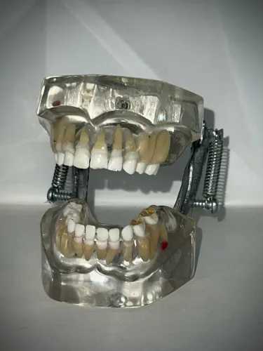 Manequim de odontopediatria 