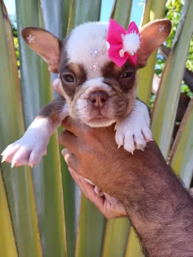 Bulldog Francês todas as cores, garantia total de saúde em contrato