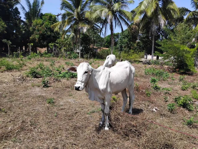 Vende-se ou troca Vacas