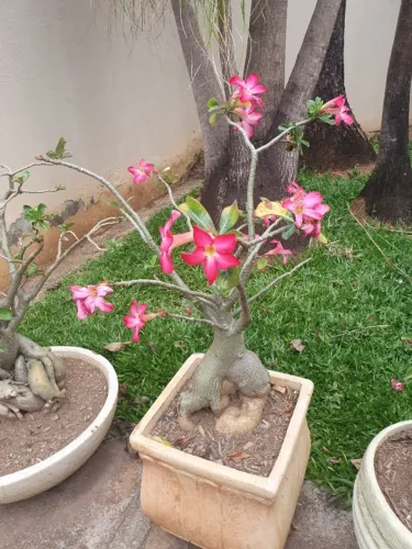 Rosa do Deserto. 