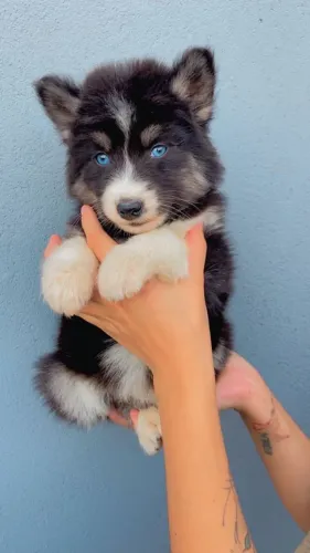 Husky Siberiano maravilhoso, e doceis, ideal para crianças