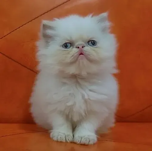 Gato Persa - Um Pet Especial ?