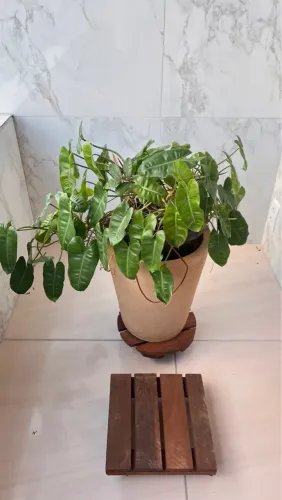Vaso com 2 bases com radiano de selicone  giratório. Vaso planta e dois rodízios