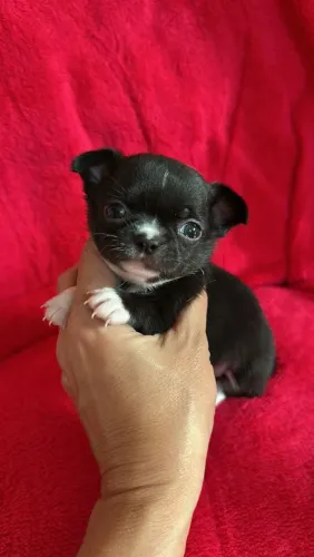 Chihuahua macho Pêlo curto branco e preto com uma uma cabeça perfeita e excelente padrão!